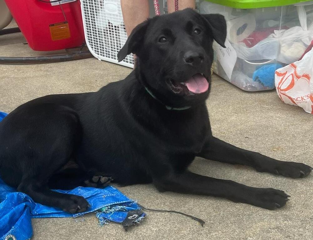 Bella (black lab)