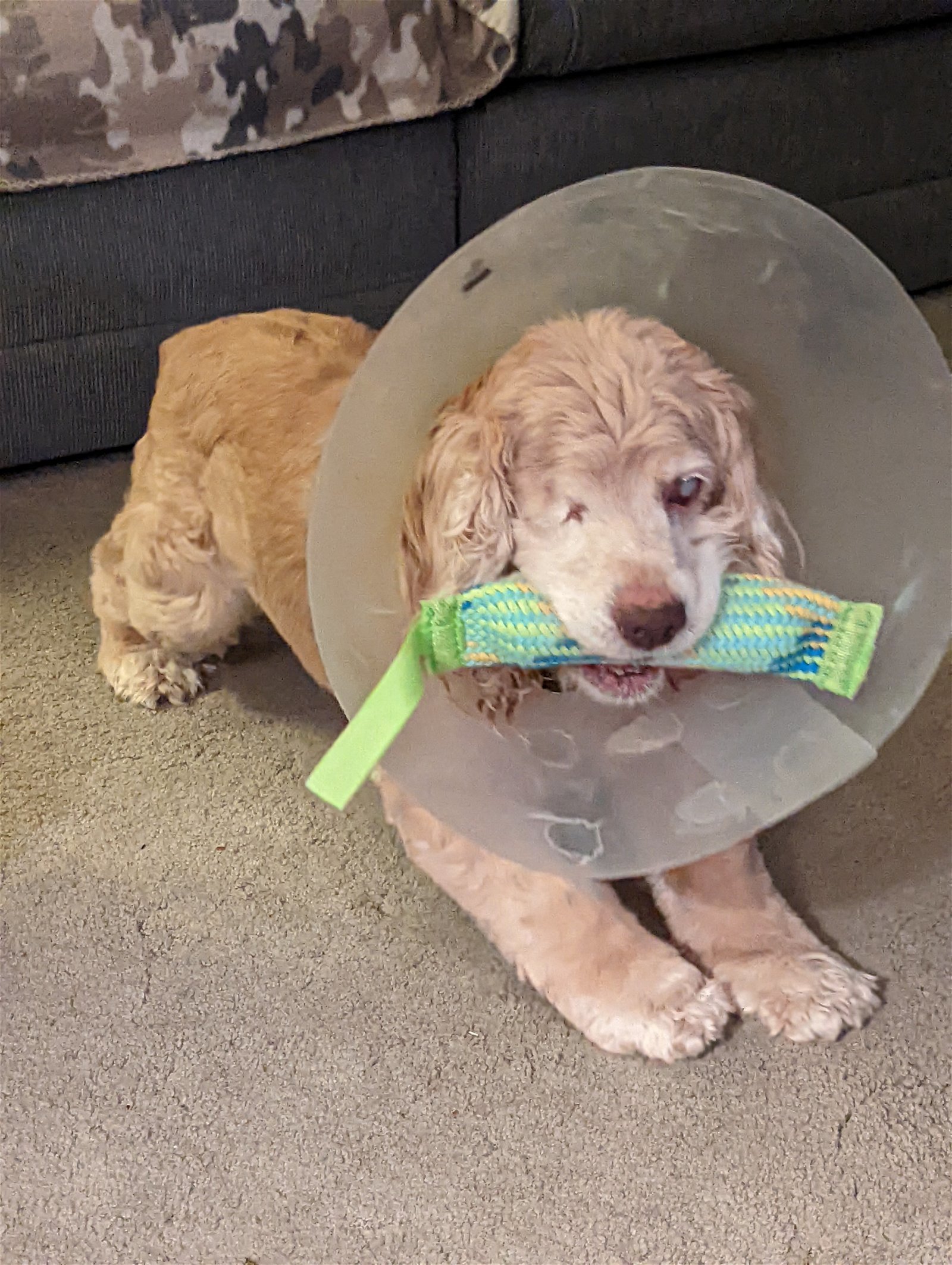 Jack, an adoptable Cocker Spaniel in Etters, PA, 17319 | Photo Image 1