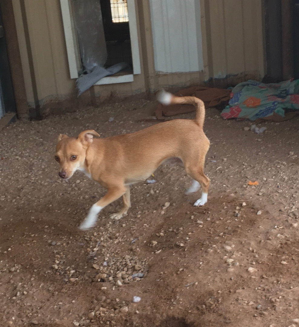 Tank & Bobo, an adoptable Chihuahua in Post, TX, 79356 | Photo Image 2