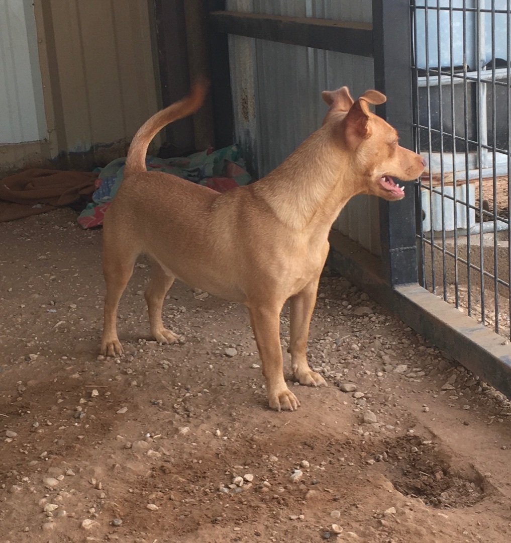Tank & Bobo, an adoptable Chihuahua in Post, TX, 79356 | Photo Image 3
