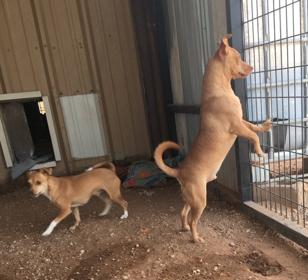 Tank & Bobo, an adoptable Chihuahua in Post, TX, 79356 | Photo Image 4