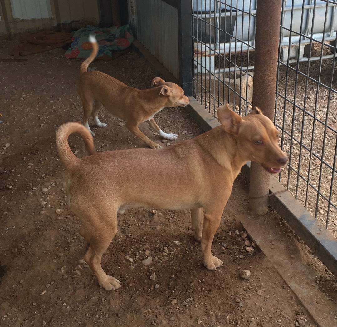 Tank & Bobo, an adoptable Chihuahua in Post, TX, 79356 | Photo Image 5