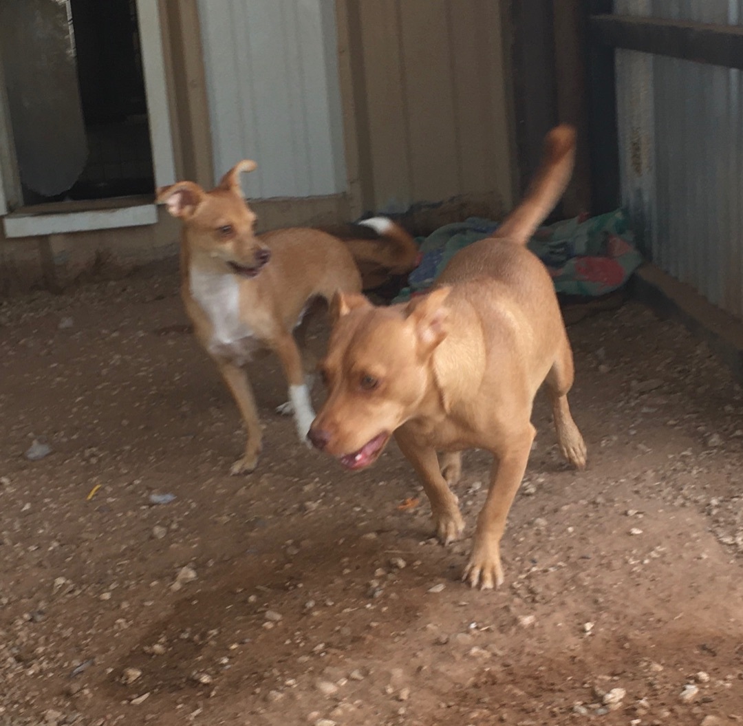 Tank & Bobo, an adoptable Chihuahua in Post, TX, 79356 | Photo Image 6