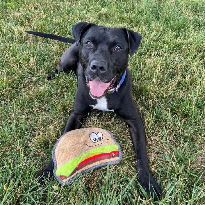 Eeyore, an adoptable Terrier Mix in Lake Odessa, MI_image-4