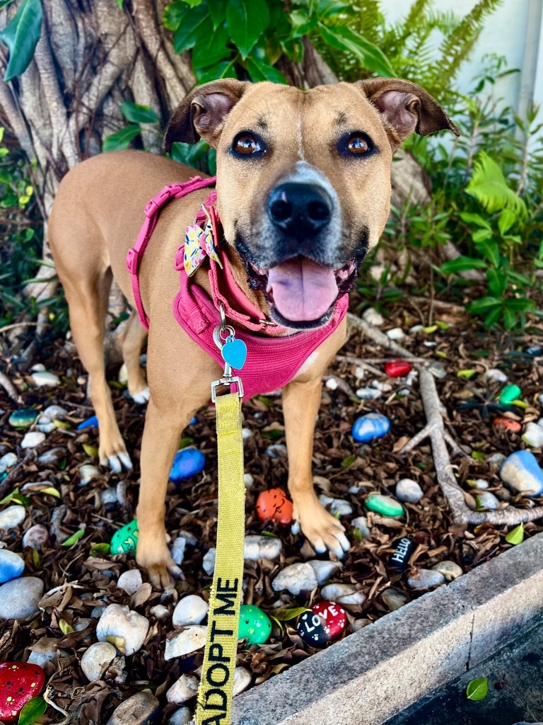 Babycakes, an adoptable Black Mouth Cur, Boxer in Fort Lauderdale, FL, 33304 | Photo Image 1