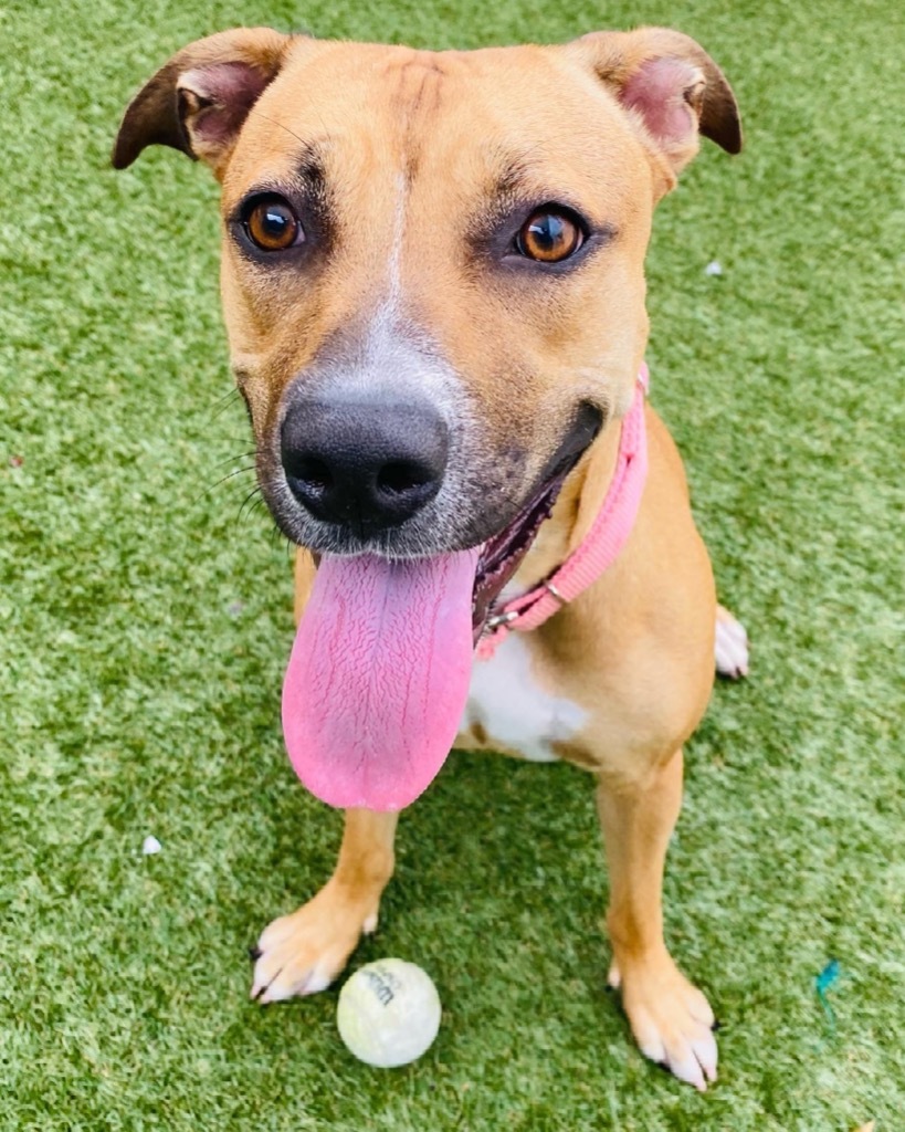 Babycakes, an adoptable Black Mouth Cur, Boxer in Fort Lauderdale, FL, 33304 | Photo Image 2