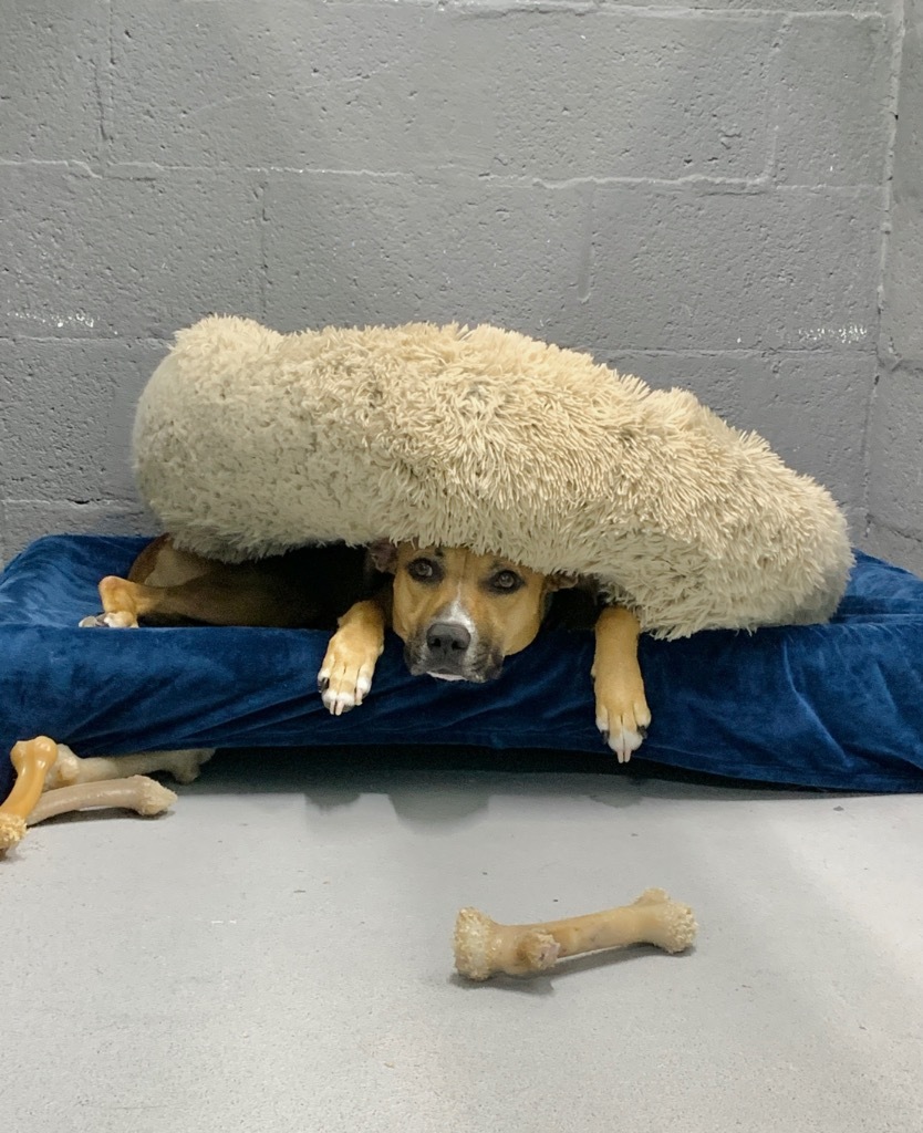 Babycakes, an adoptable Black Mouth Cur, Boxer in Fort Lauderdale, FL, 33304 | Photo Image 3