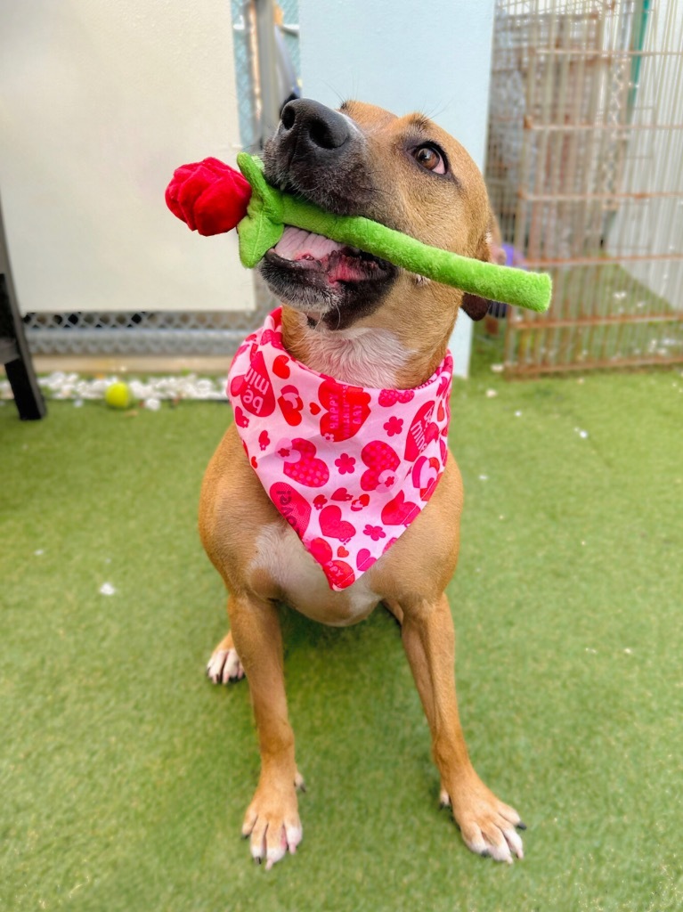 Babycakes, an adoptable Black Mouth Cur, Boxer in Fort Lauderdale, FL, 33304 | Photo Image 4