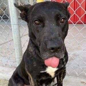 Dog for adoption - HANNAH, an American Staffordshire Terrier Mix in