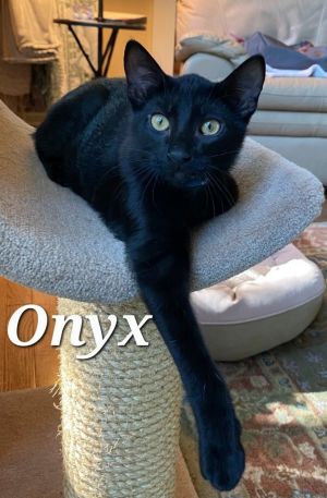 Cat For Adoption Onyx An American Shorthair Mix In Antioch Il Petfinder