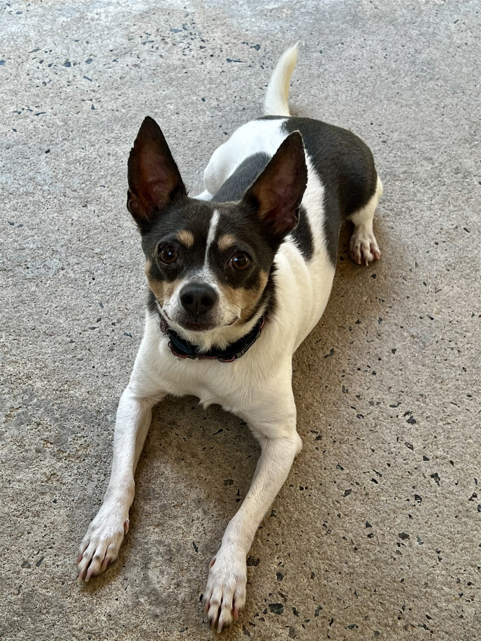 Mooshu (READ PROFILE BEFORE APPLYING), an adoptable Rat Terrier, Chihuahua in Sanford, NC, 27330 | Photo Image 1
