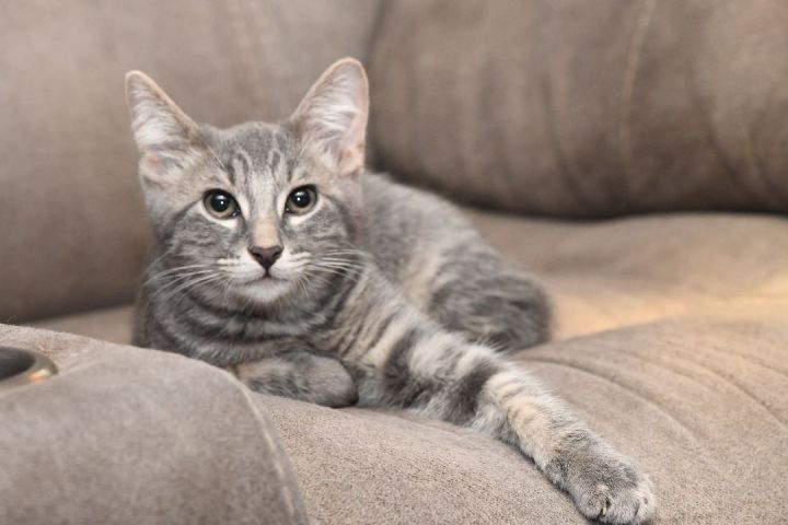 Mick, an adoptable Domestic Short Hair Mix in Newcastle, OK_image-1