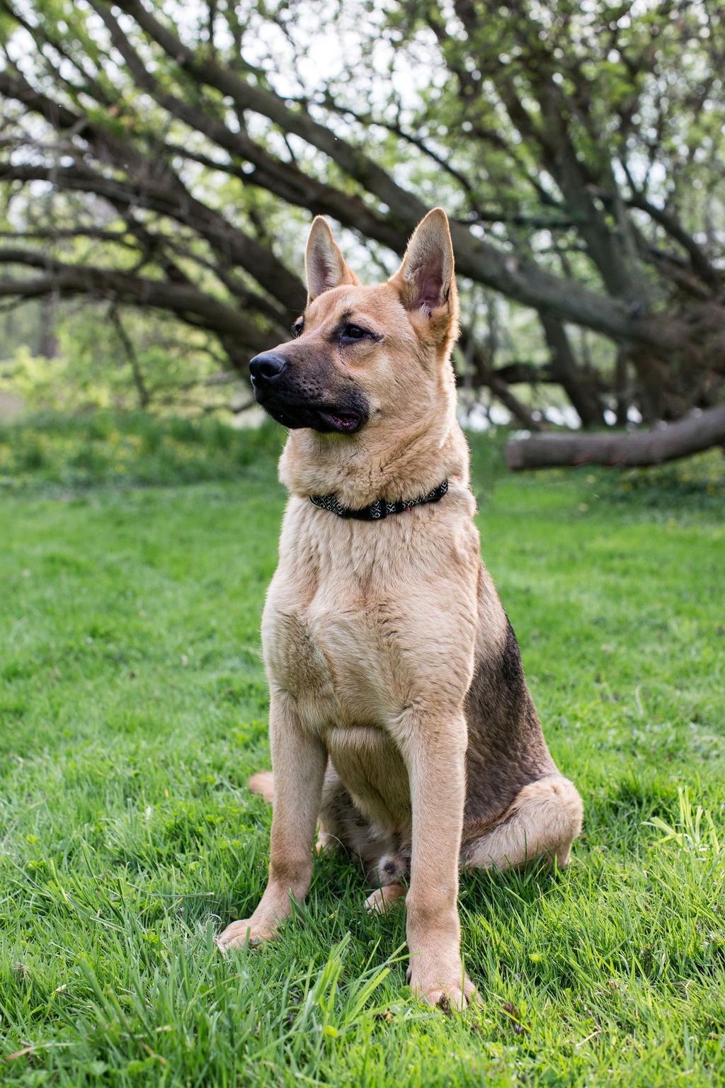Kyiv, an adoptable German Shepherd Dog in Duart, ON, N0L 1H0 | Photo Image 1