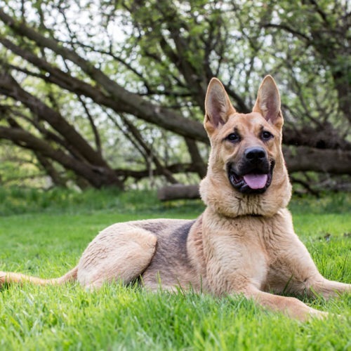 Kyiv, an adoptable German Shepherd Dog in Duart, ON, N0L 1H0 | Photo Image 2