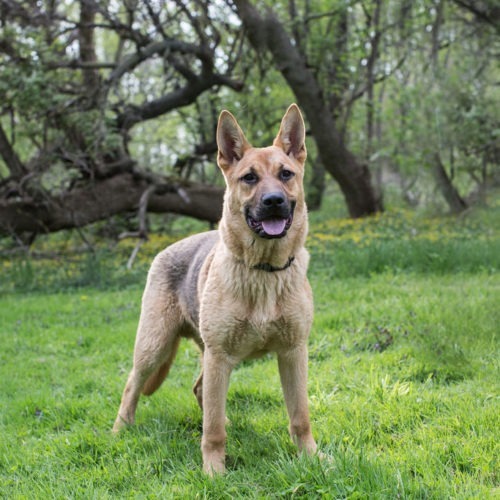 Kyiv, an adoptable German Shepherd Dog in Duart, ON, N0L 1H0 | Photo Image 3