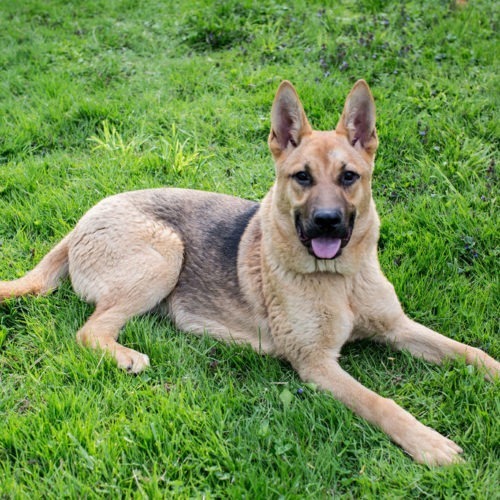 Kyiv, an adoptable German Shepherd Dog in Duart, ON, N0L 1H0 | Photo Image 4