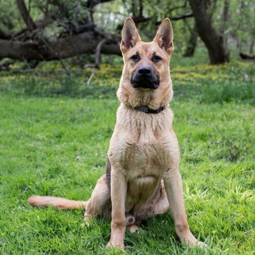 Kyiv, an adoptable German Shepherd Dog in Duart, ON, N0L 1H0 | Photo Image 5