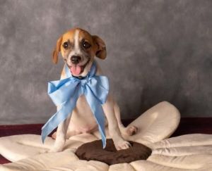 craigslist pets gulfport fl
