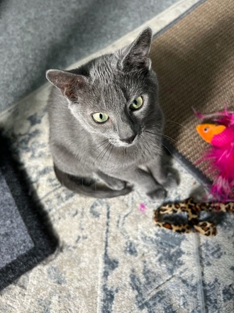 Alice (Crossing kittens), an adoptable Domestic Short Hair in Warminster, PA_image-2