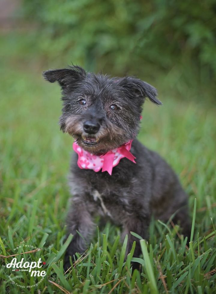 Sofie, an adoptable Schnauzer Mix in Kingwood, TX_image-5