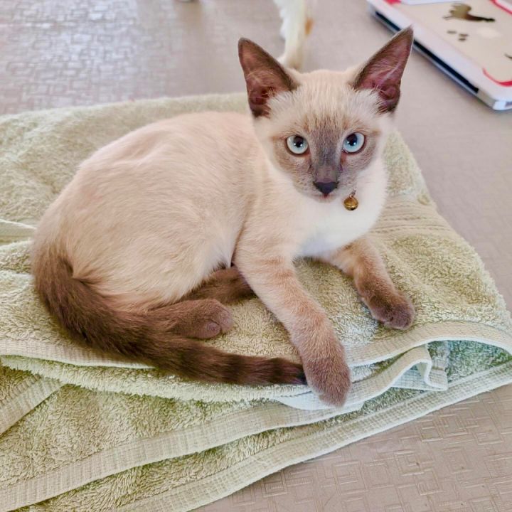 Cotton, an adopted Siamese Mix in Mission Viejo, CA_image-5