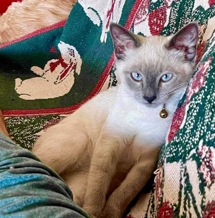 Cotton, an adopted Siamese Mix in Mission Viejo, CA_image-6