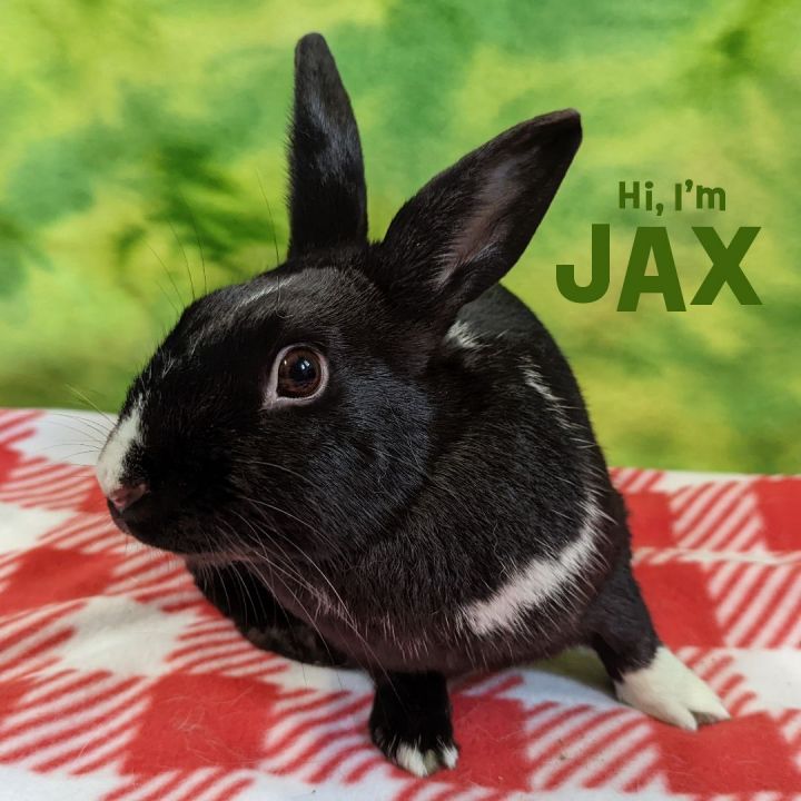 Jax, an adoptable Dutch Mix in Erie, PA_image-1
