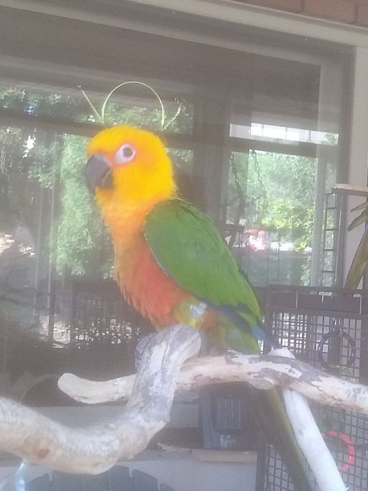 Mango, an adopted Conure & Parrot (Other) Mix in Salt Lake City, UT_image-1