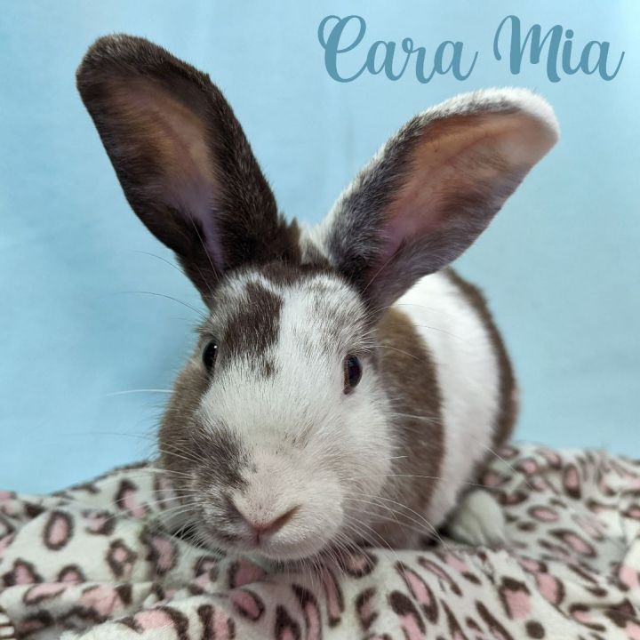 Cara Mia, an adoptable Harlequin Mix in Erie, PA_image-1