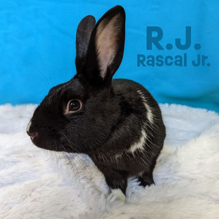 R.J. (Rascal Jr), an adoptable Dutch Mix in Erie, PA_image-1