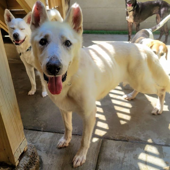 Frosty (Visually impaired), an adoptable German Shepherd Dog & White German Shepherd Mix in Chicago, IL_image-4
