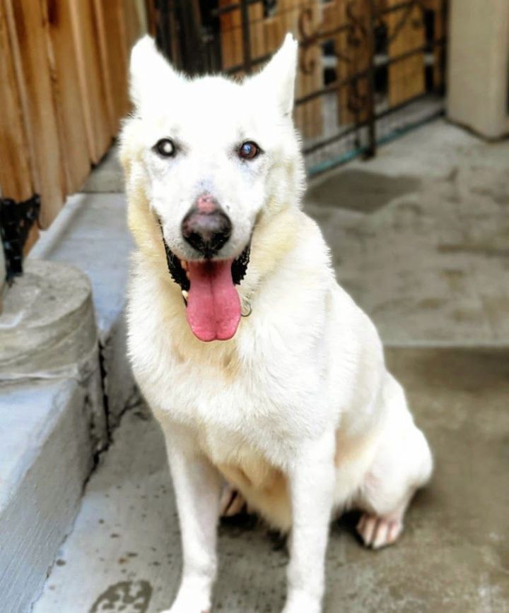 Frosty (Visually impaired), an adoptable German Shepherd Dog & White German Shepherd Mix in Chicago, IL_image-6