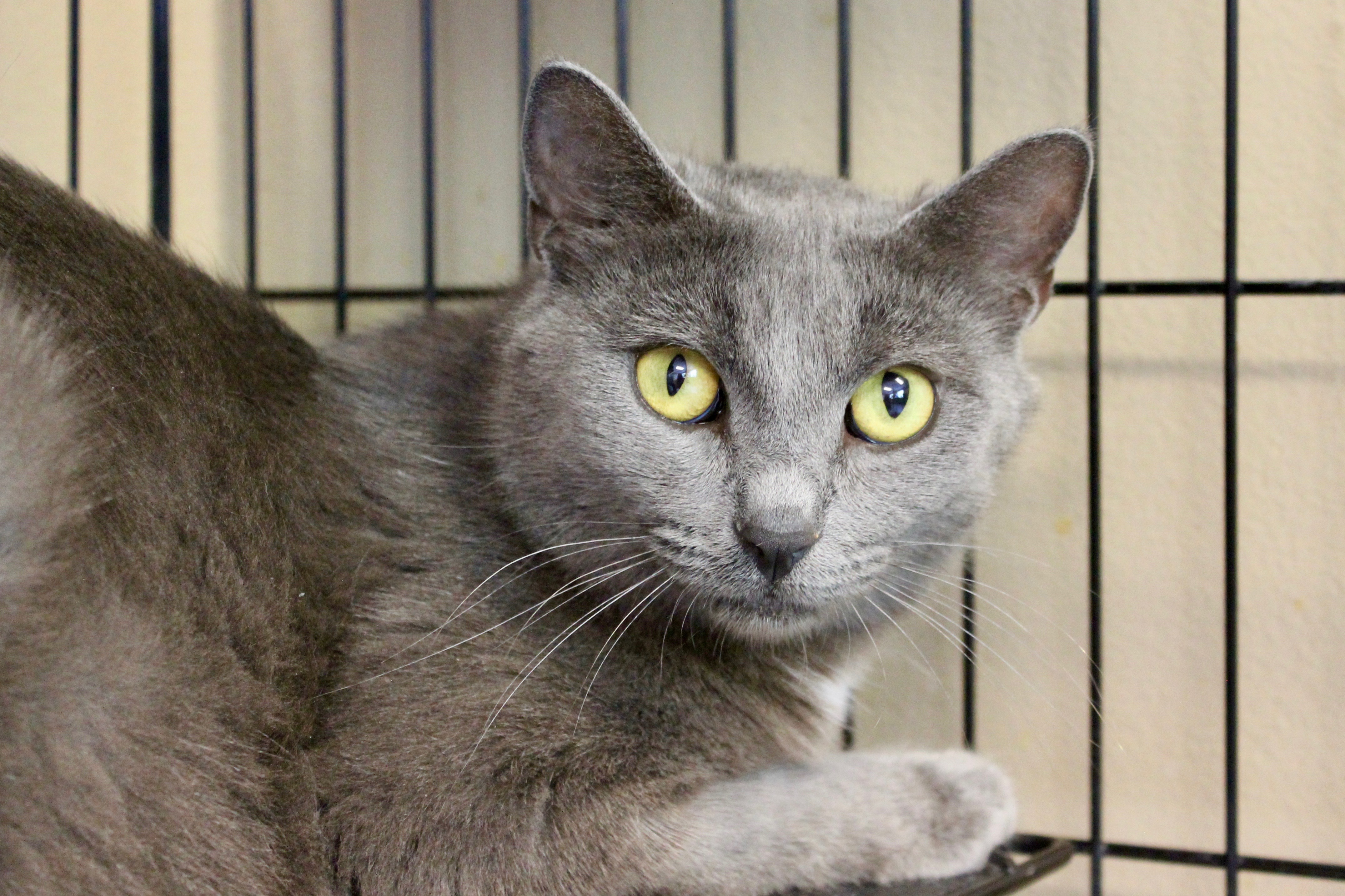 SHADOW, an adoptable Domestic Short Hair in Brazil, IN, 47834 | Photo Image 1