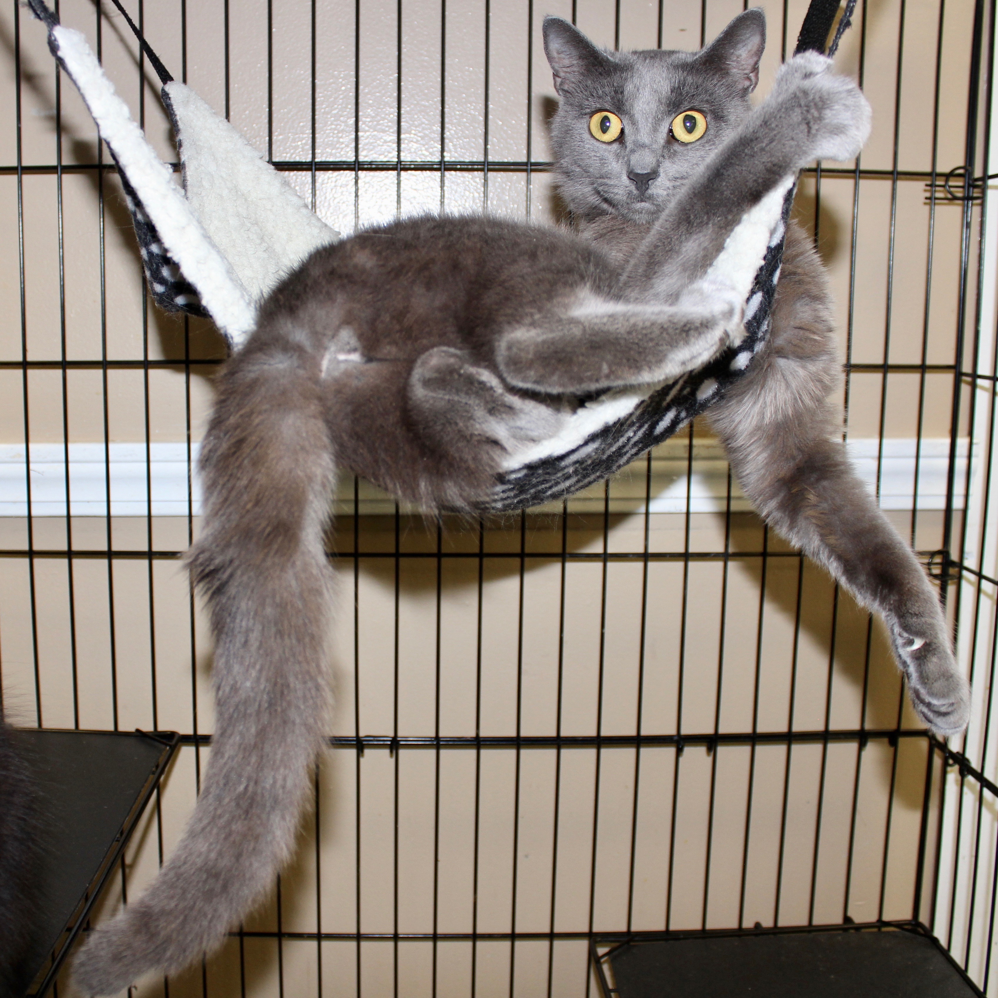 SHADOW, an adoptable Domestic Short Hair in Brazil, IN, 47834 | Photo Image 2