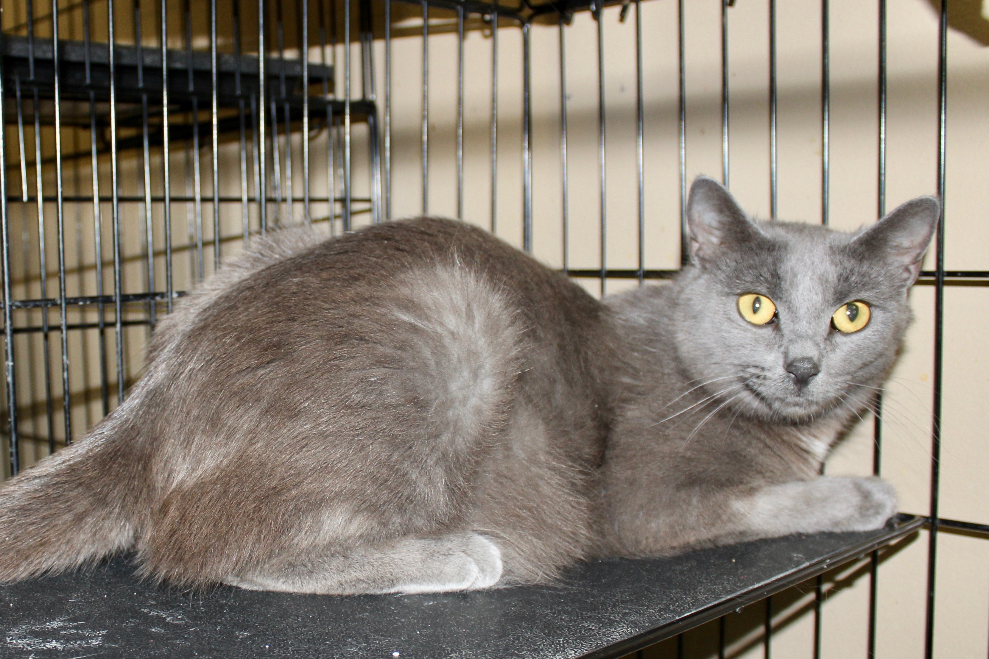 SHADOW, an adoptable Domestic Short Hair in Brazil, IN, 47834 | Photo Image 3