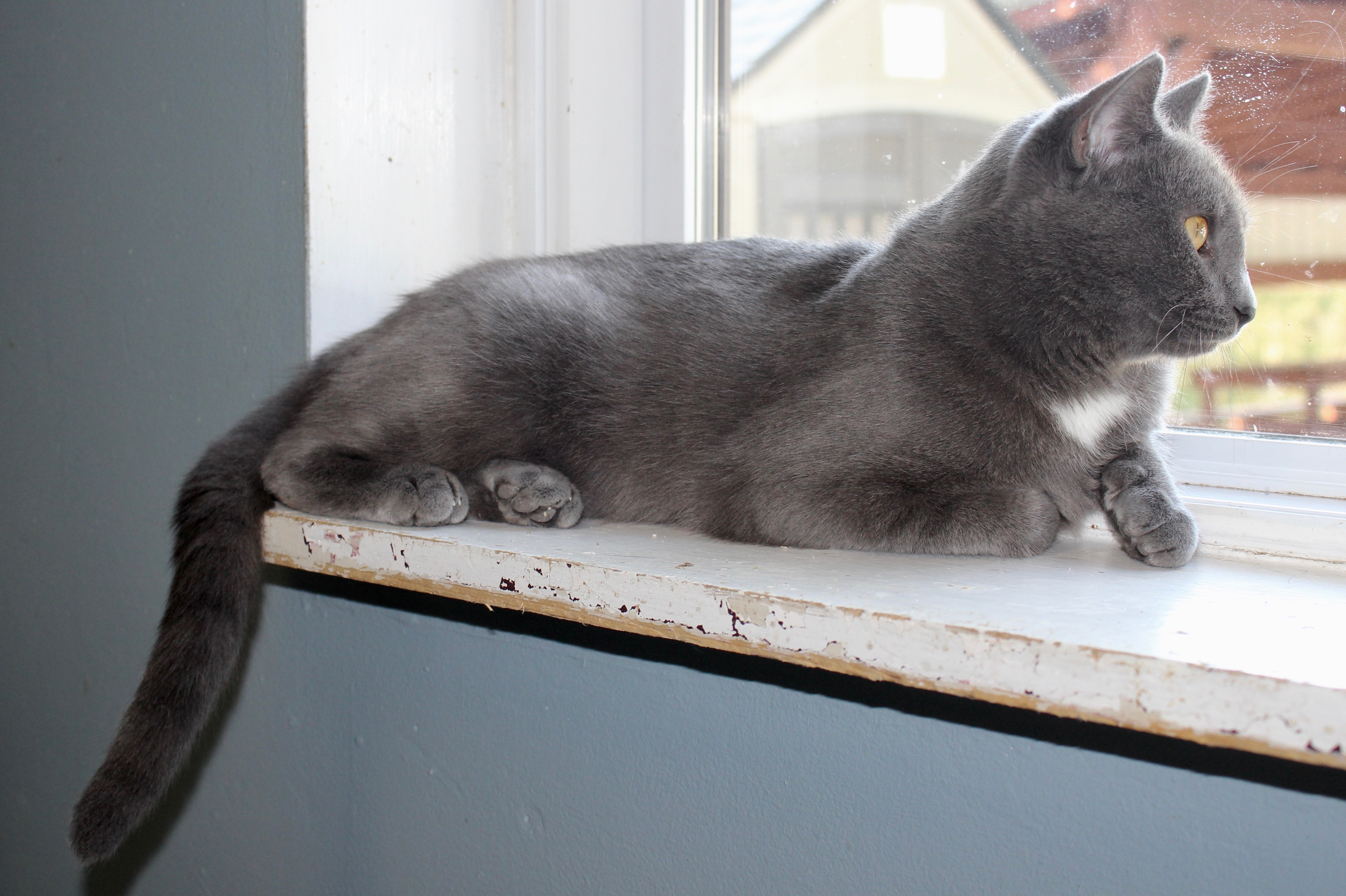 SHADOW, an adoptable Domestic Short Hair in Brazil, IN, 47834 | Photo Image 6