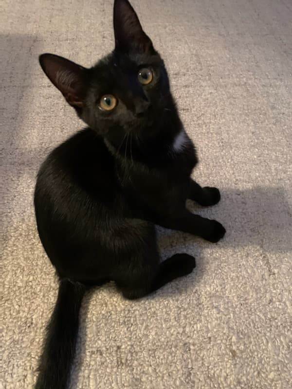 Cat for adoption - Chocolate Chip, a Domestic Short Hair in East Orange ...