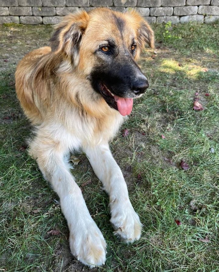 leonberger cross german shepherd