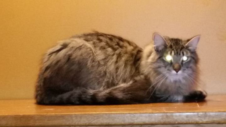 Cat for adoption - MONTY, a Maine Coon in Sardinia, OH | Petfinder