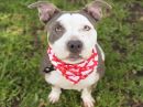 PENELOPE's profile on Petfinder.com