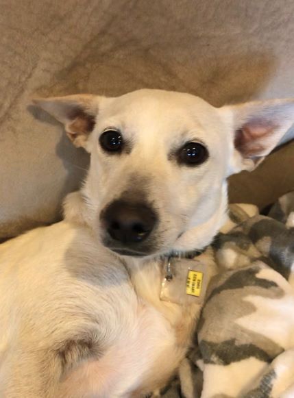 Montauk, an adoptable Dachshund in Tulsa, OK, 74135 | Photo Image 3