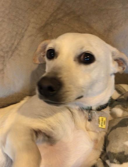 Montauk, an adoptable Dachshund in Tulsa, OK, 74135 | Photo Image 4