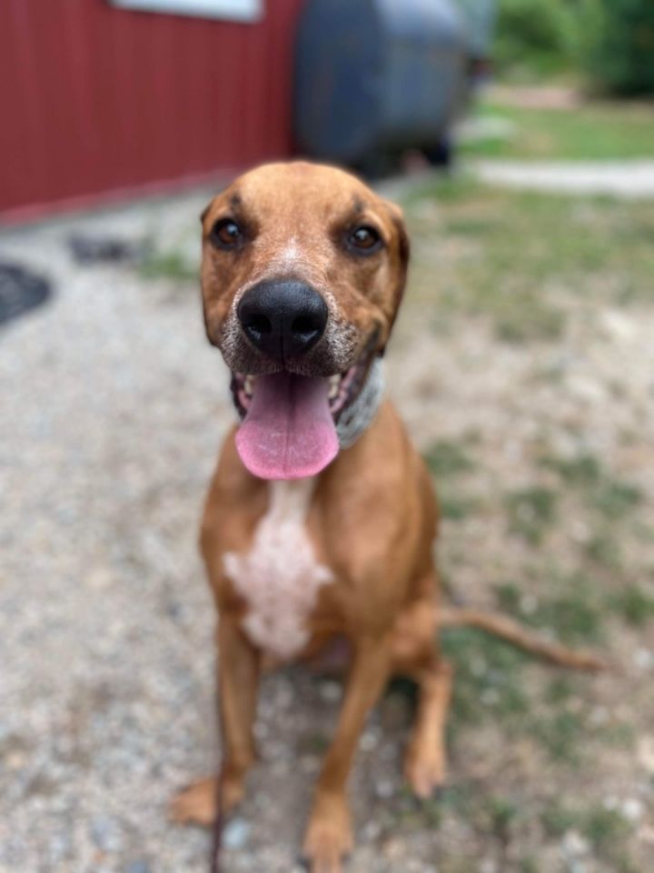 Dog for adoption - Larry, a Treeing Walker Coonhound & Rhodesian ...