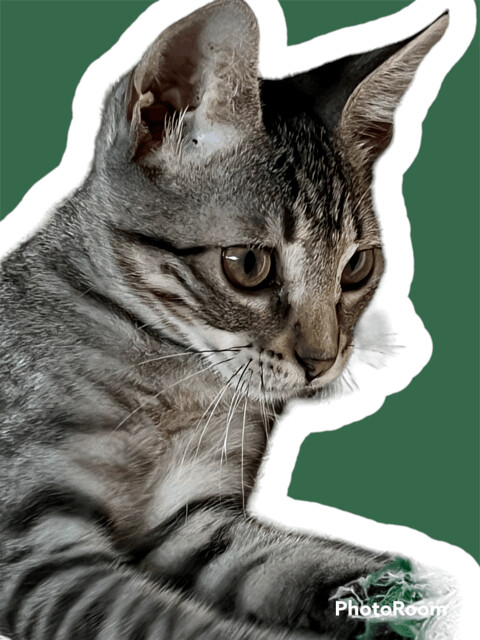WILLOW PILL, an adoptable Tabby & Domestic Short Hair Mix in Flint, TX_image-2