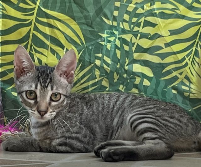 WILLOW PILL, an adoptable Tabby & Domestic Short Hair Mix in Flint, TX_image-6