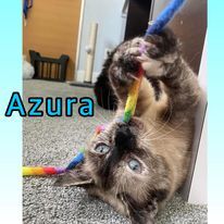 Azura, an adoptable Siamese Mix in Campbell River, BC_image-2