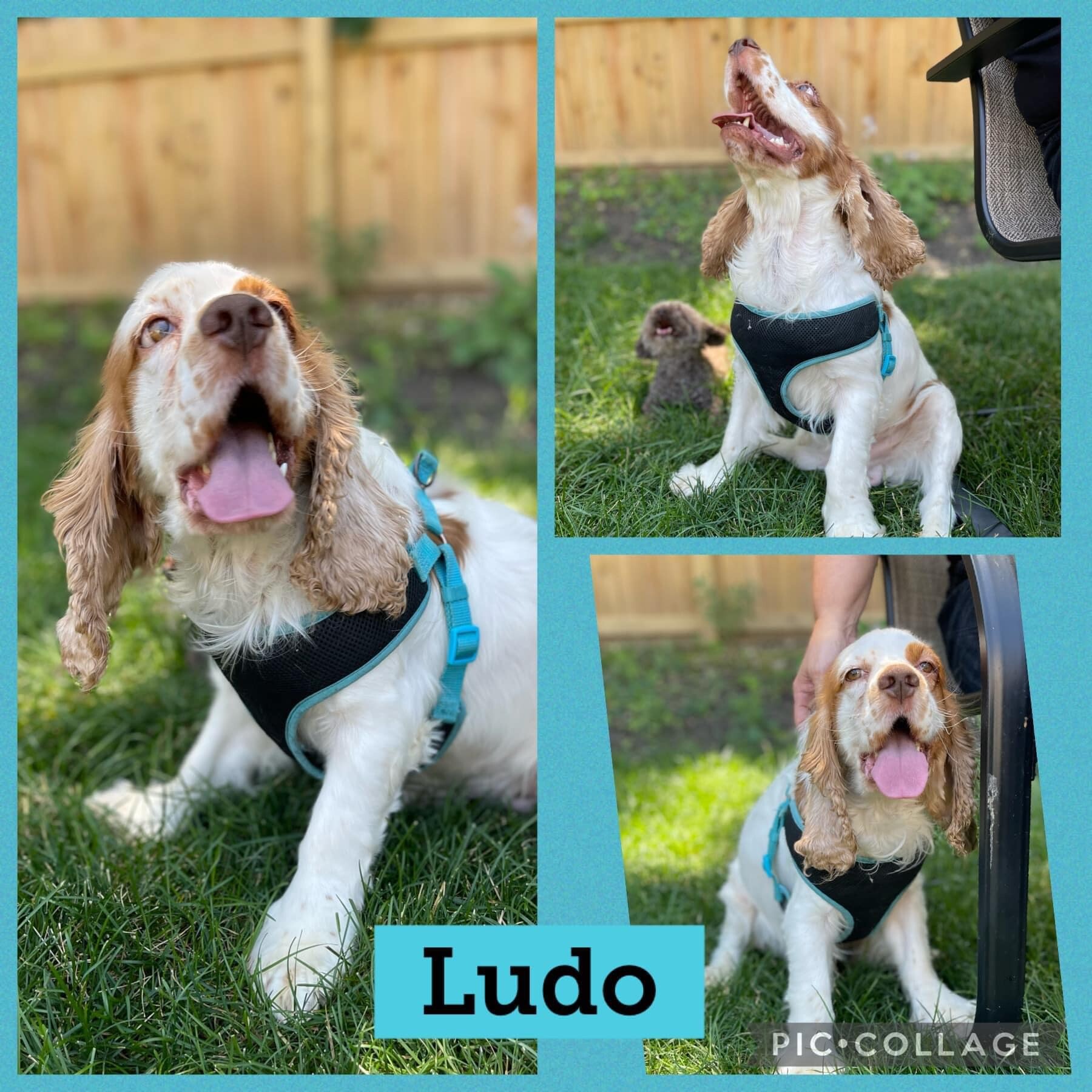 Dog for adoption - Ludo, a Cocker Spaniel in galloway, OH | Petfinder