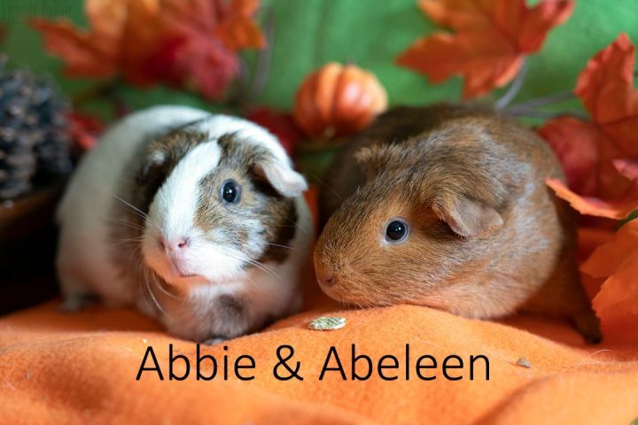 Abbie & Abeleen, an adopted Short-Haired in San Antonio, TX_image-1