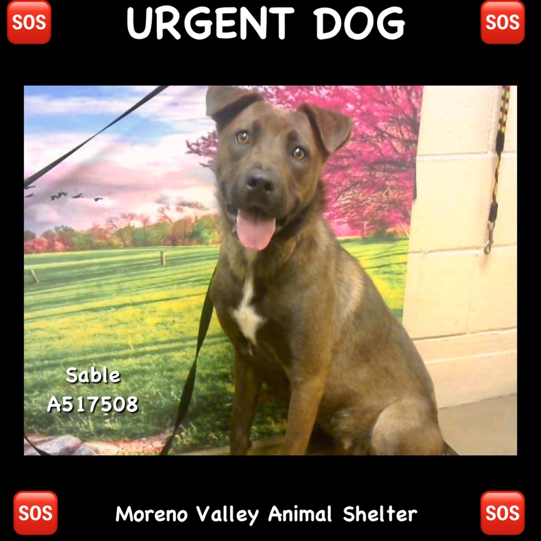 URGENT! Sable needs foster or adopter