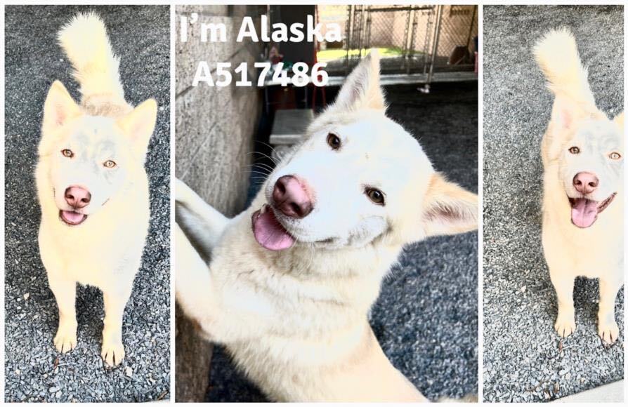 URGENT! Alaska Needs foster or adopter